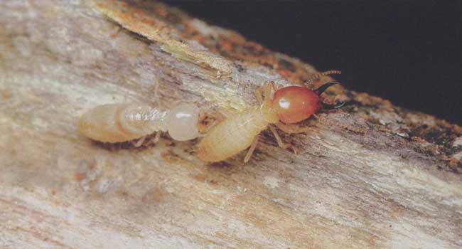 家里的白蚁是哪种白蚁种类？