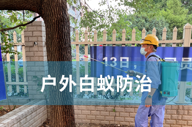 户外白蚁防治
