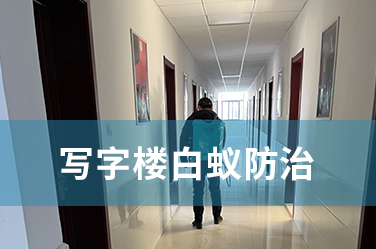 写字楼白蚁防治