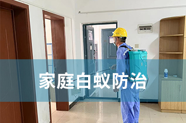 家庭白蚁防治